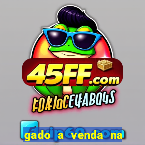 gado a venda na bahia olx